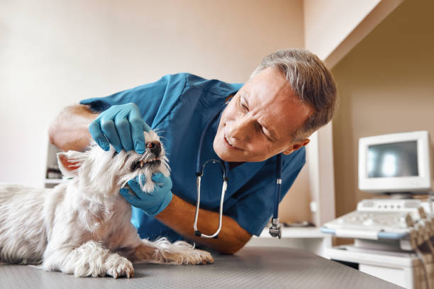 Best Emergency Dental Care for Sports Injuries in Moody, TX